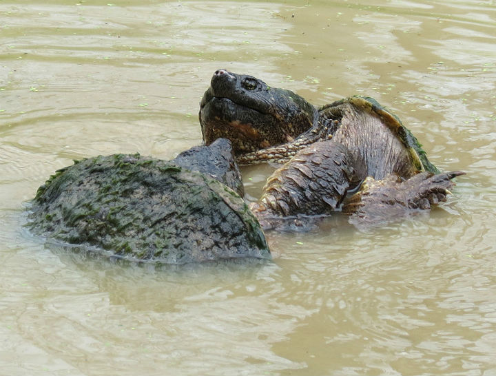 snapping turtles